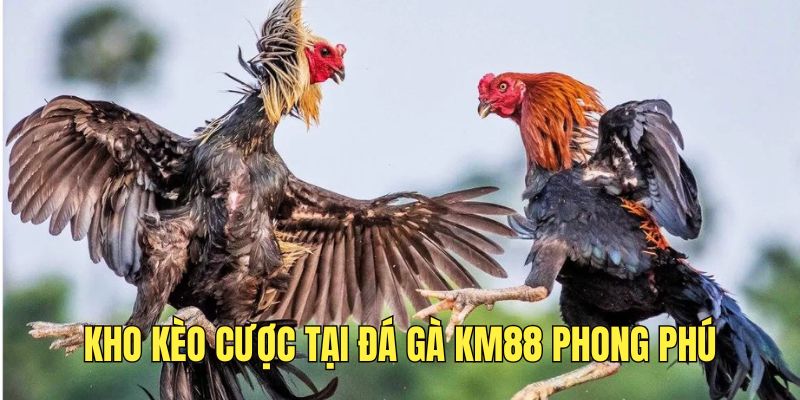 Tìm hiểu về sảnh đá gà KM88 đầy sôi động