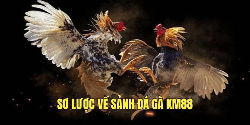 Mãn nhãn với những trận đối đầu của đá gà cựa sắt